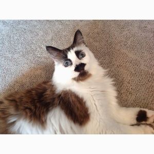 Meet your Posher, Becky